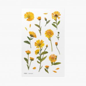 APPREE | Pegatinas Flores Prensadas Multisuperficie (18) - Calendula
