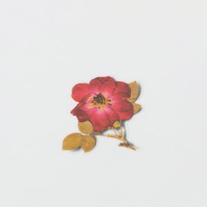 APPREE | Pegatinas Flores Prensadas Multisuperficie (17) - Mini Rosa