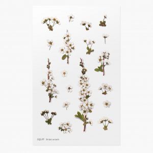 APPREE | Pegatinas Flores Prensadas Multisuperficie (19) - Bridal Wreath