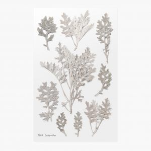 APPREE | Pegatinas Flores Prensadas Multisuperficie (9) - Dusty Miller