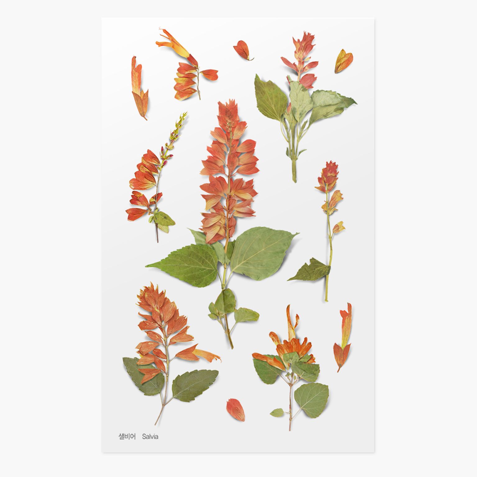 APPREE | Pegatinas Flores Prensadas Multisuperficie (12) - Salvia