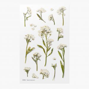APPREE | Pegatinas Flores Prensadas Multisuperficie (16) - Sweet Alyssum