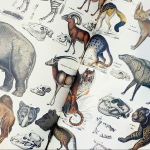 THE PEPIN PRESS | Libro 12 Pliegos Ilustrados 50x70 cm - Fauna