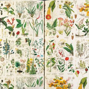 THE PEPIN PRESS | Libro 12 Pliegos Ilustrados 50x70 cm - Flora