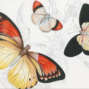 THE PEPIN PRESS | Libro postales A6 para acuarela - Natural History