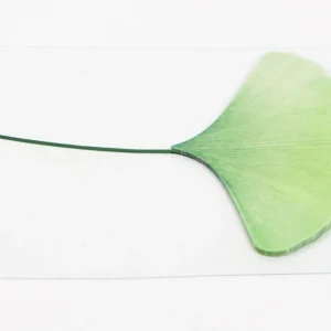 APPREE | Notas Adhesivas Vegetales (20) - Ginko