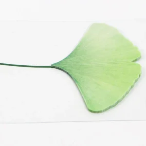 APPREE | Notas Adhesivas Vegetales (20) - Ginko