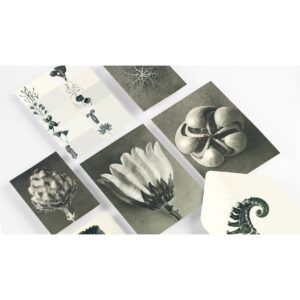 THE PEPIN PRESS | Set Correspondencia - Wonders of Nature