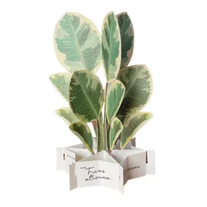 GREETING LIFE | Tarjeta Felicitación Pop Up - Ficus Altissima