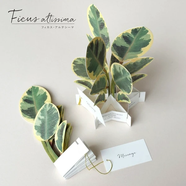 GREETING LIFE | Tarjeta Felicitación Pop Up - Ficus Altissima - Imagen 4