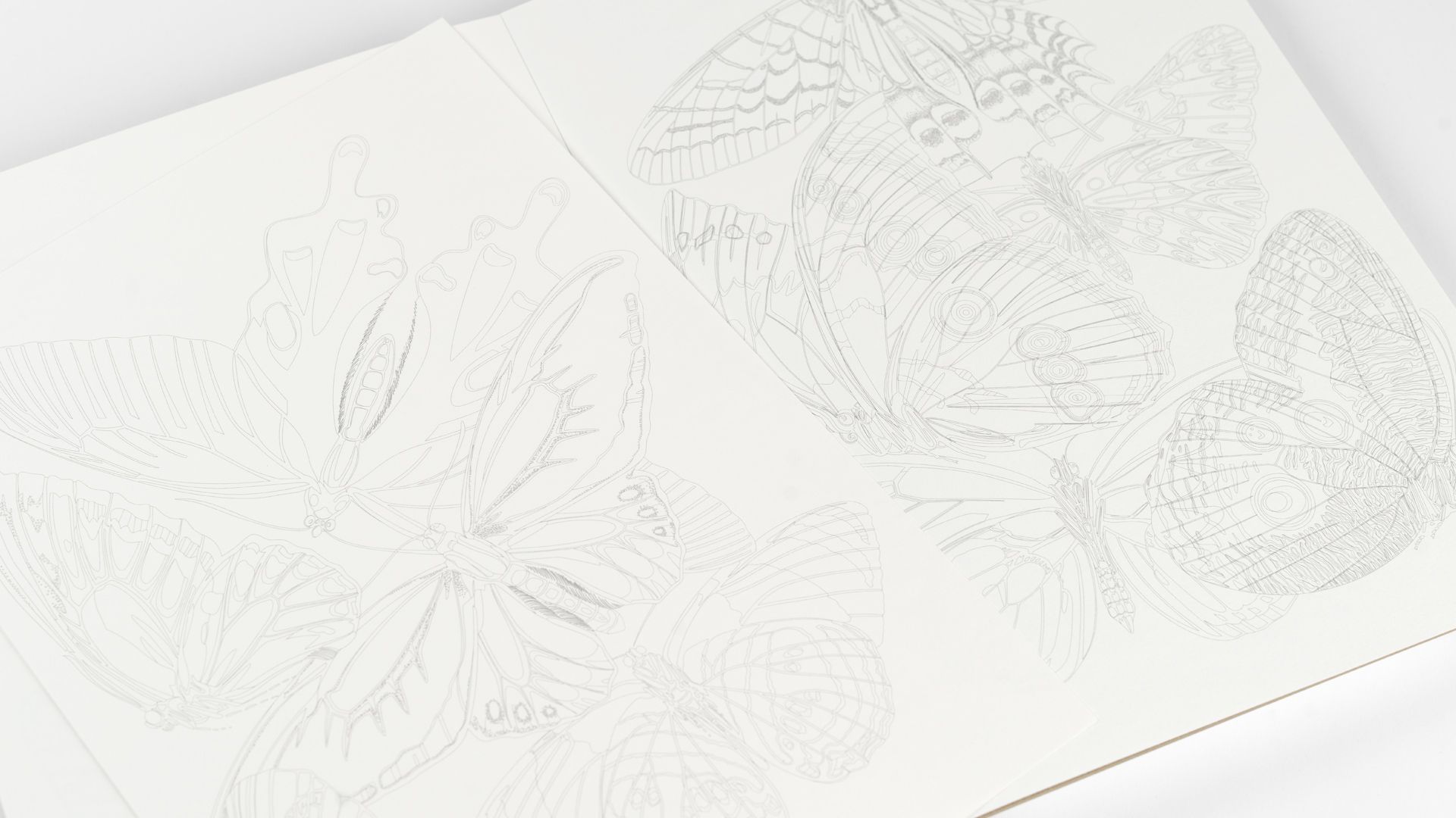 THE PEPIN PRESS | Libro A3 ilustraciones para colorear - Butterflies - Imagen 3
