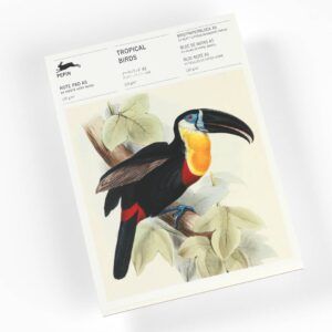 THE PEPIN PRESS | Bloc Notas Ilustrado A5 - Tropical Birds