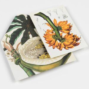 THE PEPIN PRESS | Libro de Papel para Manualidades CREATIVE PAPER - Natural History
